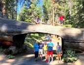 Sequoia N. Park: 3-Day Escape into Nature’s Giants